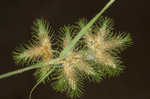 Hairy umbrella sedge